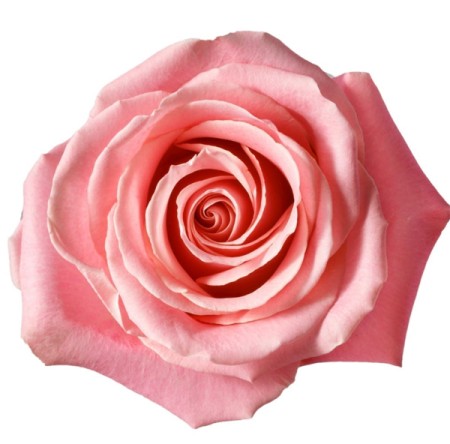 Rose 'Hermosa' Rosa
