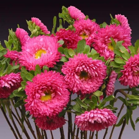 Aster 'Matsumoto - Pink' Matsumoto - Pink