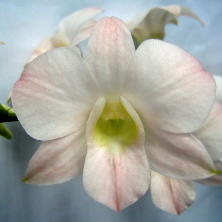 Orchid 'Dendrobium Apricot Romance' Orchidaceae