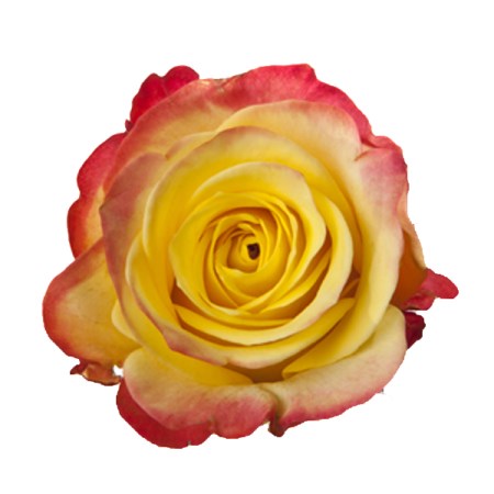 Rose 'Hot Merengue' Rosa