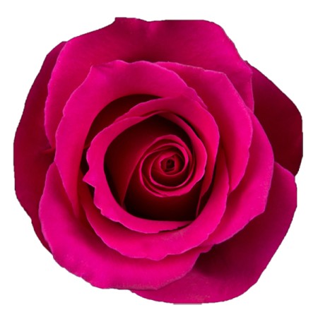 Rose 'Hot Princess' Rosa