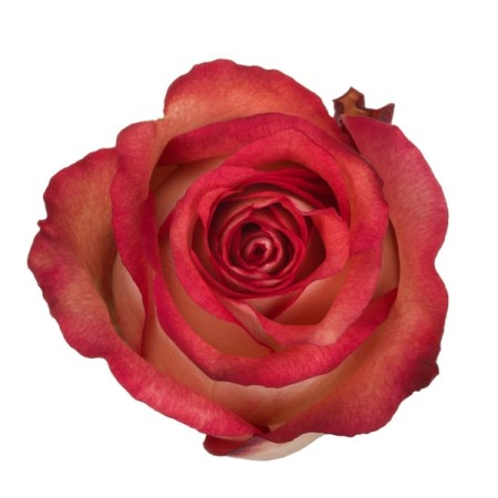 Rose 'Iguazu' Rosa