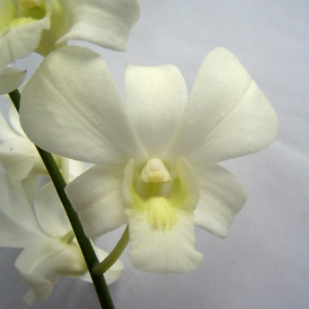 Orchid 'Dendrobium Big White' Orchidaceae