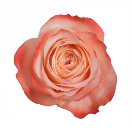Rose 'Kahala' Rosa