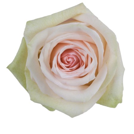 Rose 'La Perla' Rosa