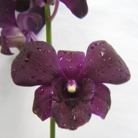 Orchid 'Dendrobium Black Beauty' Orchidaceae