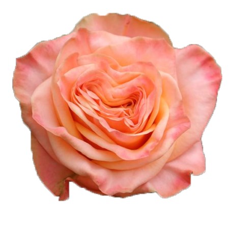 Rose 'Lovely Hearts' Rosa