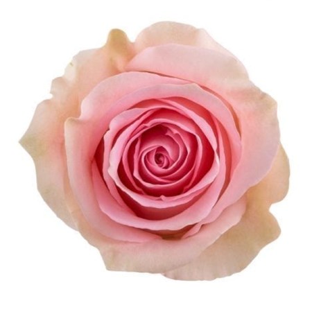 Rose 'Luciano' Rosa