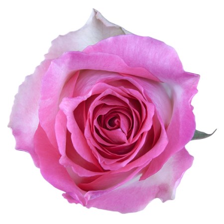 Rose 'Malibu' Rosa