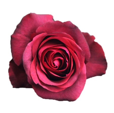 Rose 'Matilda' Rosa