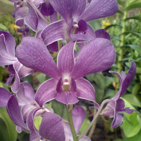 Orchid 'Dendrobium Blue Angel' Orchidaceae