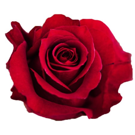 Rose 'Merlot' Rosa