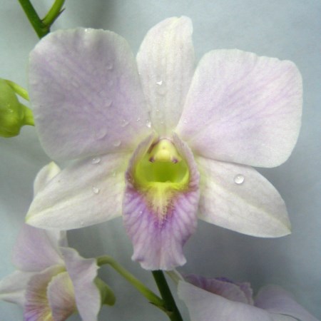 Orchid 'Dendrobium Erika' Orchidaceae