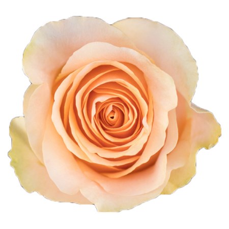 Rose 'Nectarine' Rosa
