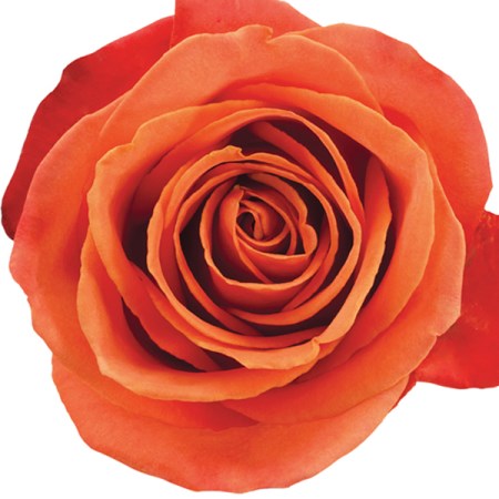 Rose 'Orange Crush' Rosa