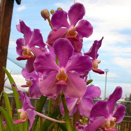 Orchid 'Vanda Pink' Orchidaceae