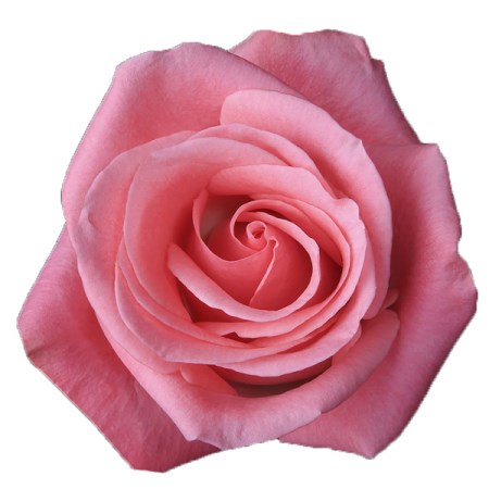 Rose 'Orlando' Rosa
