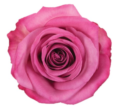 Rose 'Palmira' Rosa
