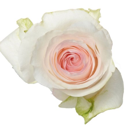 Rose 'Pastella' Rosa