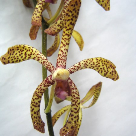 Orchid 'Aranda Pata Yellow' Orchidaceae