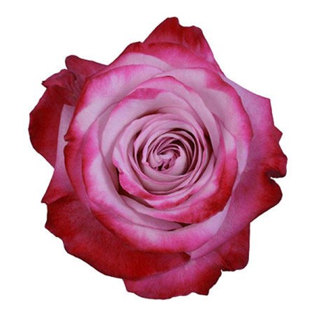 Rose 'Pink Farfala' Rosa