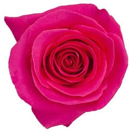 Rose 'Pink Floyd' Rosa