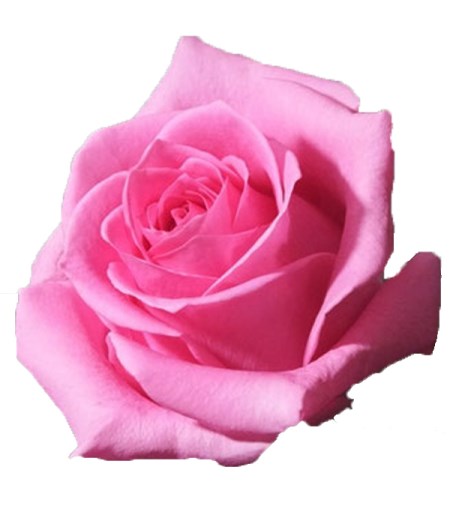 Rose 'Pinkredible' Rosa