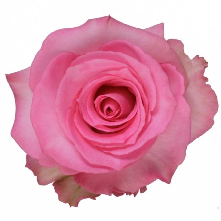 Rose 'Priceless' Rosa