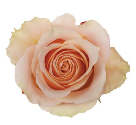 Rose 'Primavera' Rosa