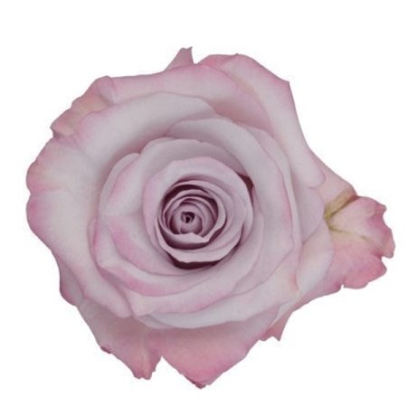 Rose 'Purple Haze' Rosa
