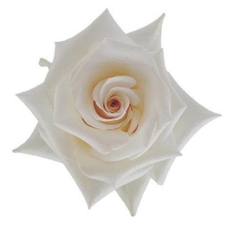 Rose 'Queen of Pearl' Rosa