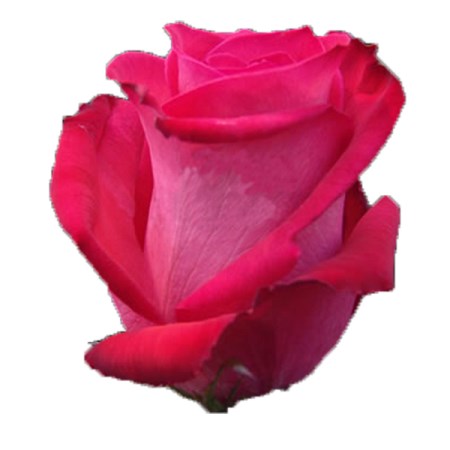 Rose 'Raphaela' Rosa