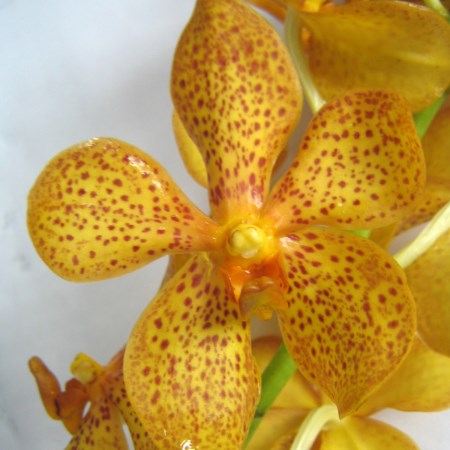 Orchid 'Mokara Vigor Gold' Orchidaceae