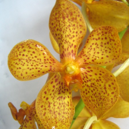 Orchid 'Mokara Vigor Gold' Orchidaceae