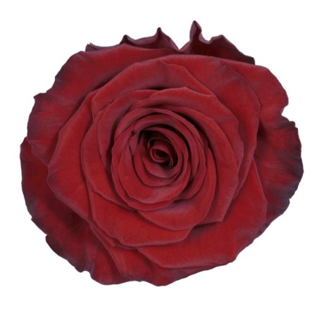 Rose 'Red Paris' Rosa