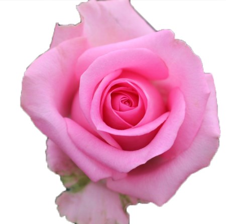 Rose 'Revival' Rosa