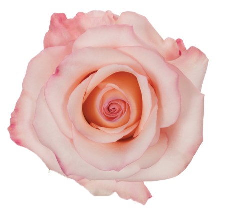 Rose 'Rhoselyn' Rosa