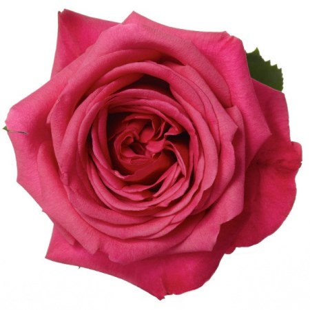 Rose 'Roseberry' Rosa