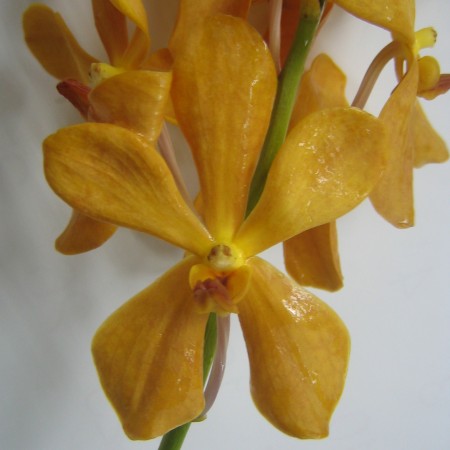 Orchid 'Mokara New Orange' Orchidaceae