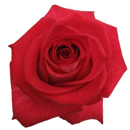 Rose 'Sangria' Rosa