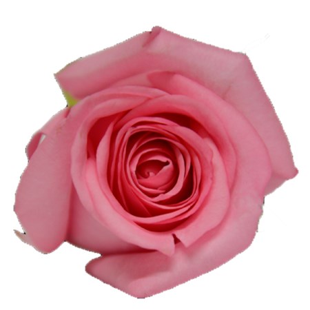Rose 'Sanoli' Rosa