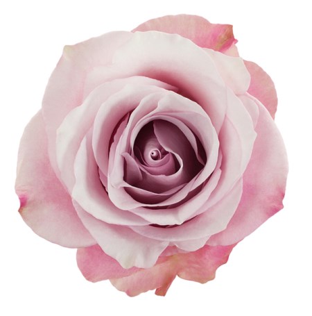 Rose 'Secret garden' Rosa