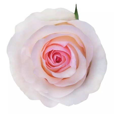 Rose 'Senorita' Rosa