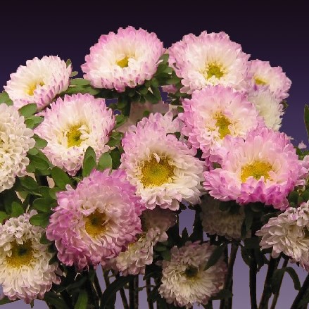 Aster 'Matsumoto - Pink and White' Matsumoto - Pink and White