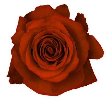 Rose 'Sexy Red' Rosa