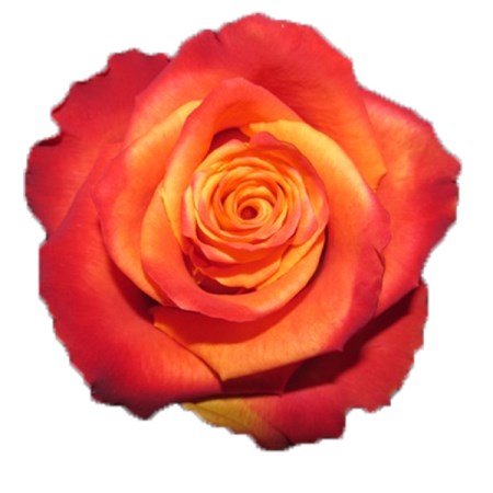 Rose 'Silantoi' Rosa