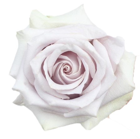 Rose 'Silver Light' Rosa