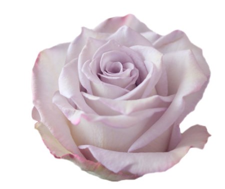 Rose 'Sky Garden' Rosa