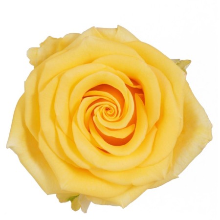 Rose 'Sonrisa' Rosa