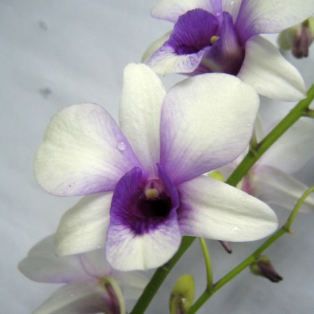Orchid 'Dendrobium Hiang Beauty' Orchidaceae